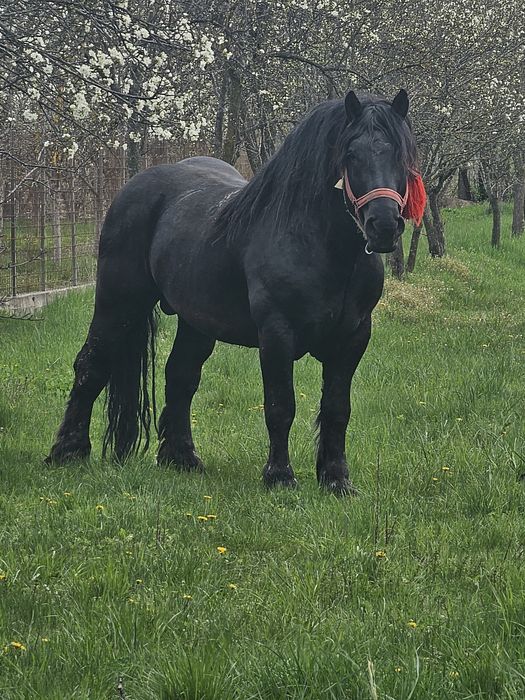 Armăsar de vânzare