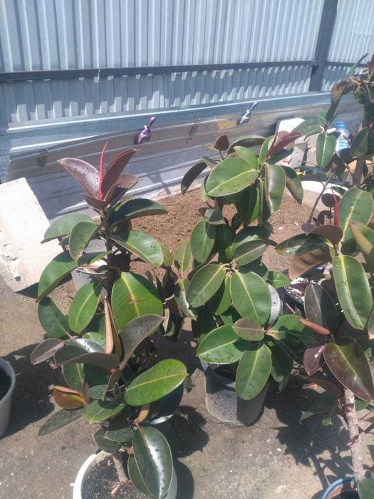 Комнатные цветы растения голландские фикусы ,замиокулькос