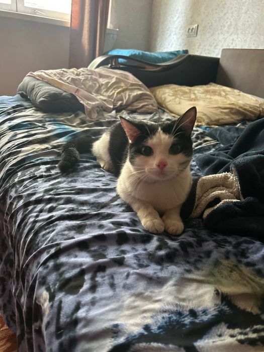 Отдам в добрые руки