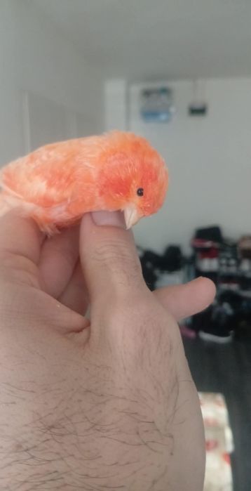 Mascul vârsta 2 ani