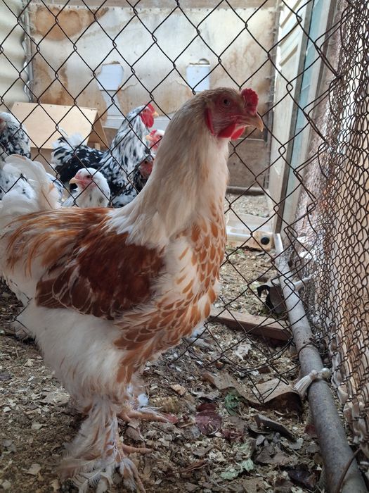 Куры Брама Золото