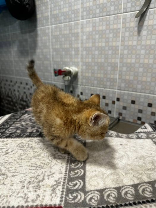 Seribristiy shinshila bn Zalatistiy shinshiladan chiqan mushula