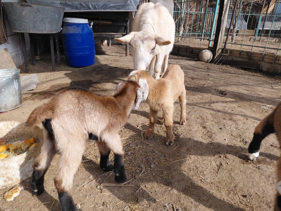 Лак сатылады. Прдается