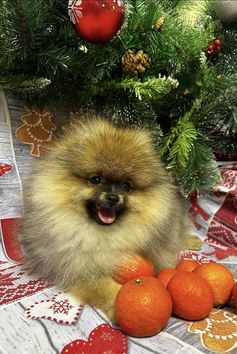 Продам шпица малого