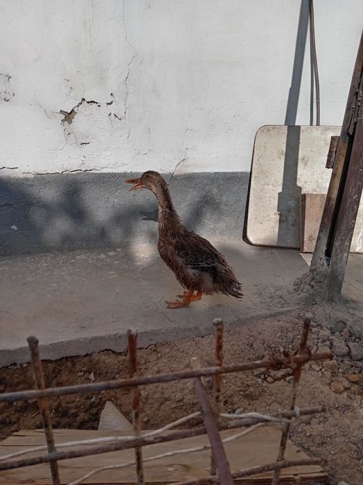 Damashniy urdak sotiladi