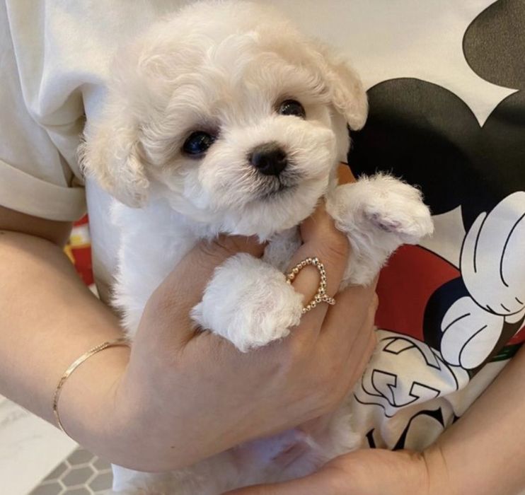 Чистокровный Бишон Фризе