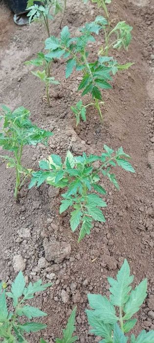 Помидор, булгор калампир, бодринг, баклажон кучатлар бор.