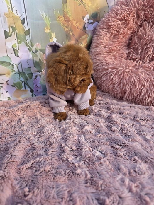 Всички ваксини!Малтипу момичета/майка малтипу баща тийкъп пудел