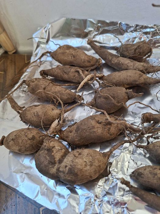 Dallii uriase - bulbi 5 lei mici 10 lei mari