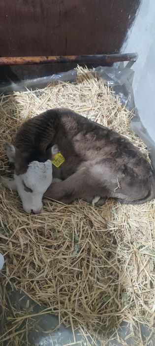 Продам дойную корову с теленком