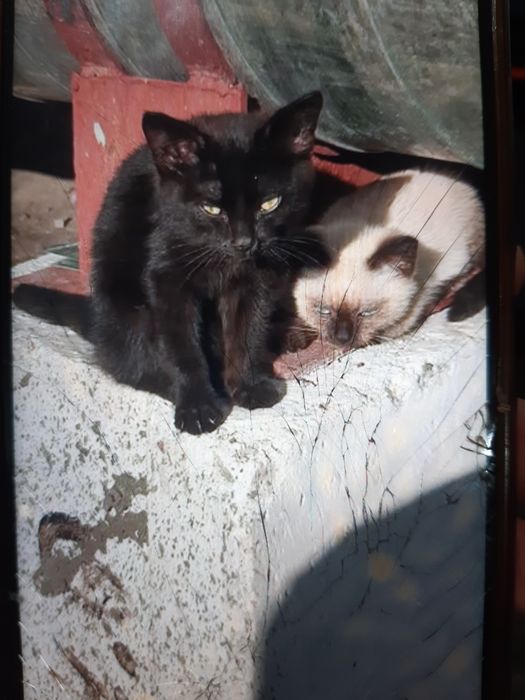 Очаровательные котята