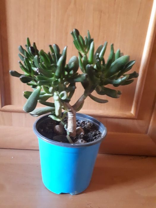 Crassula «Hobbit» (Крассула Хоббит)