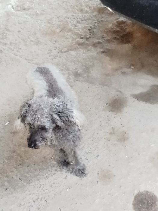 Хорошая собака милая