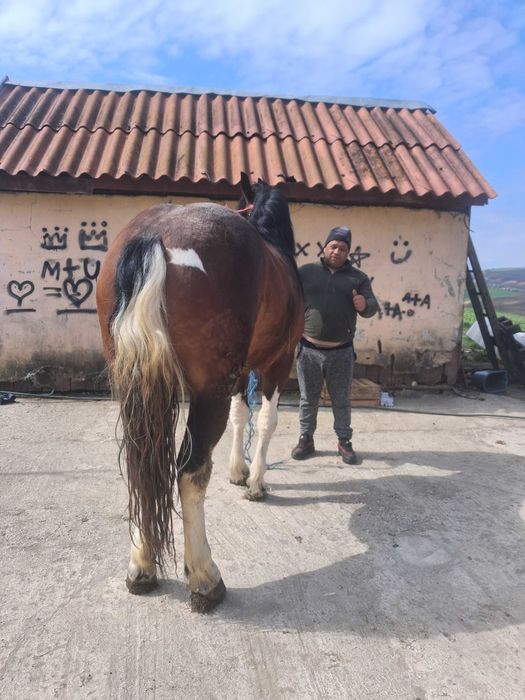 Manză de 2 ani gestanta