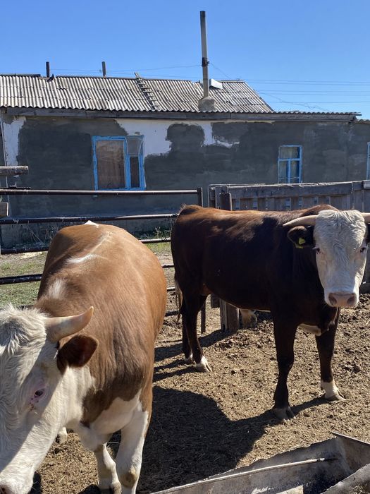 Продам быков за 900000