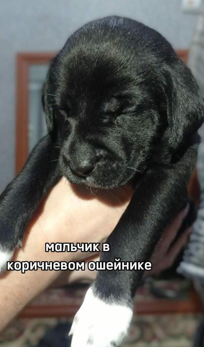 щенки Кане Корсо