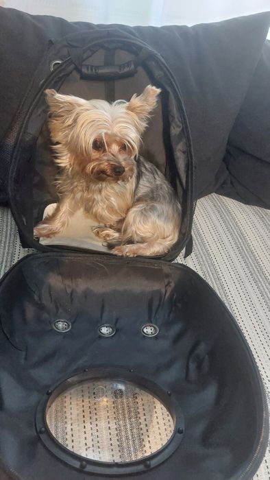 Vând rucsac transport pisici sau căței de talie mica
