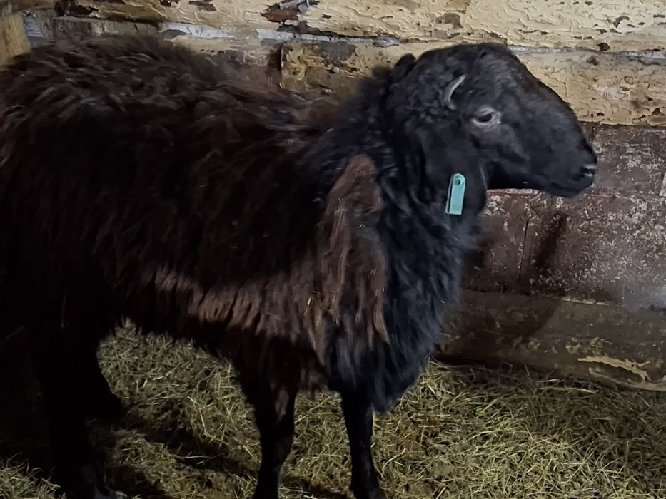 Продам кошкаров гисар с идельбаем