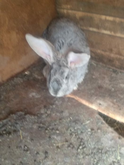 крольчата кролики беременные и крол.