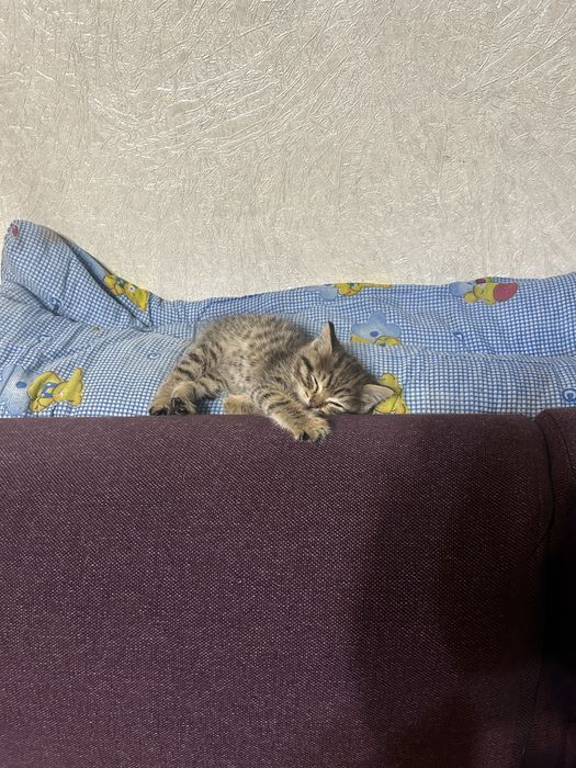 Котенок в добрые руки