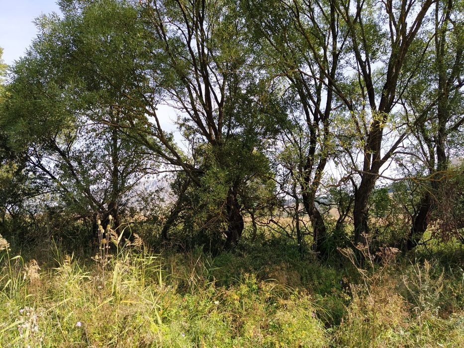 Teren Coltesti 24200 mp