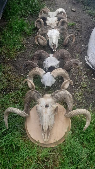 Vând trofee de berbec de diferite mărimi