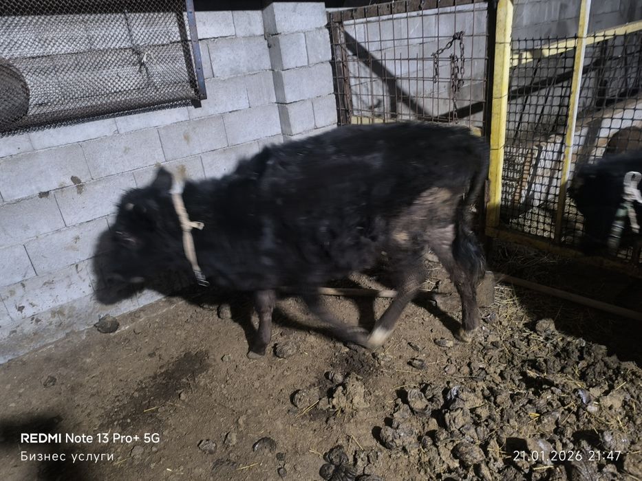 Бузау ургашы сатилади