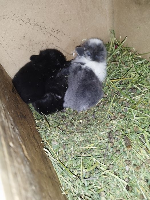 Кролики декоративные