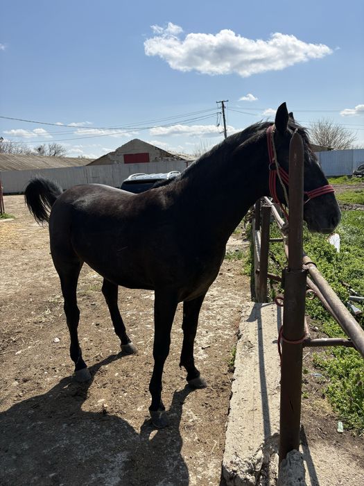 Noatin la un an si 4 luni tata lipitan mama north star