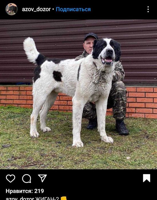 вязка кобель АЛАБАЙ