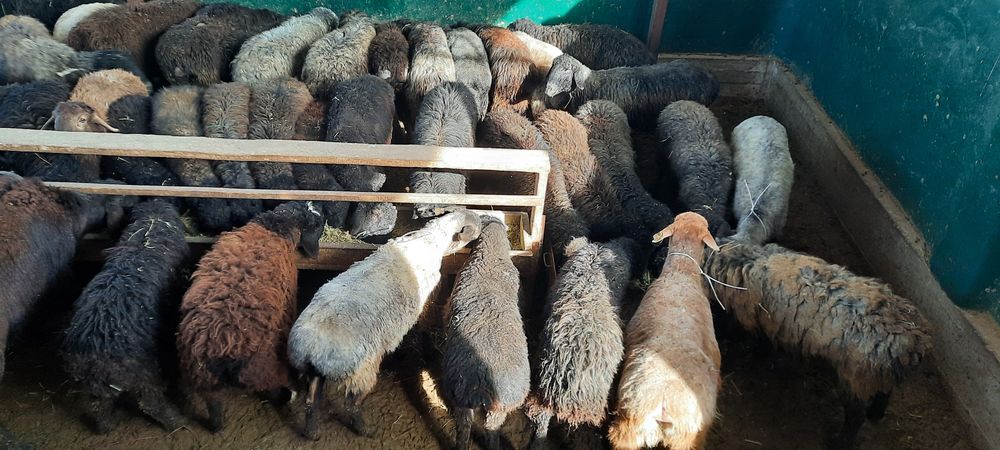 Кой токты тусак кошкар