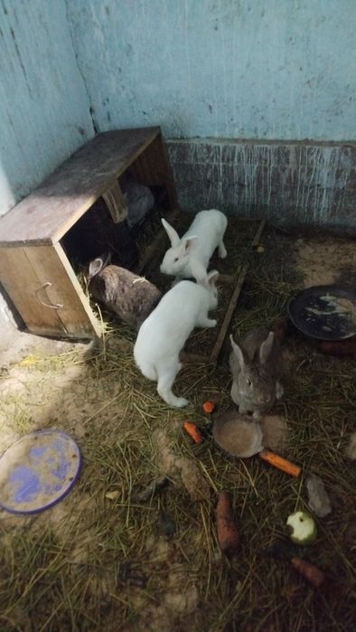 Қоян сатылады  сатылады