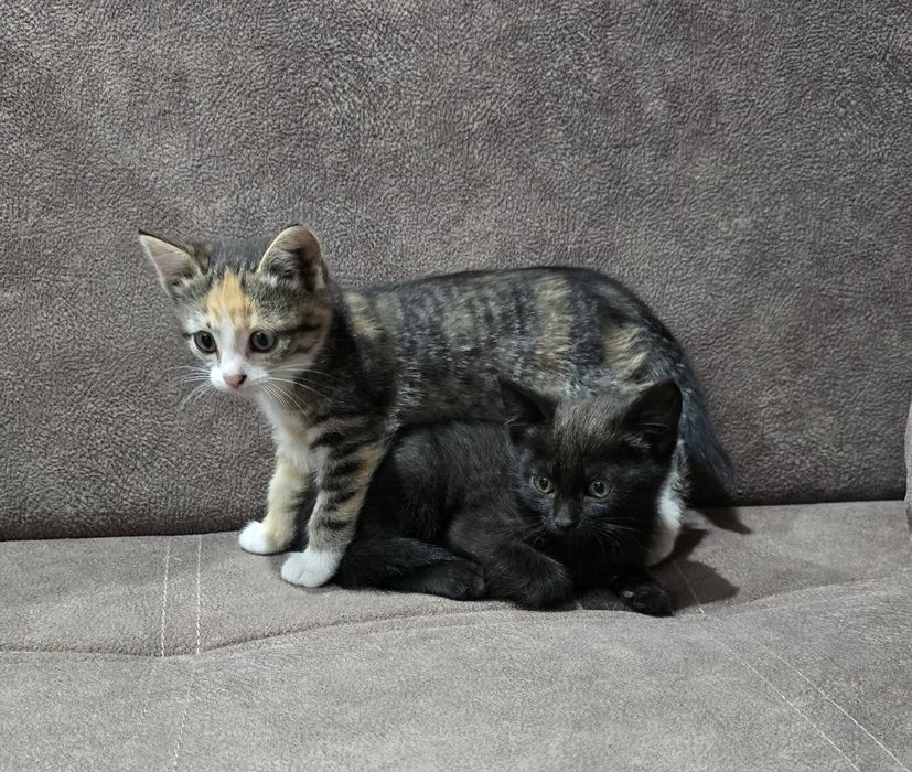 Котята.2 - девочки.