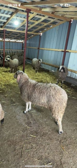 Berbec Metis-cu bergamasca