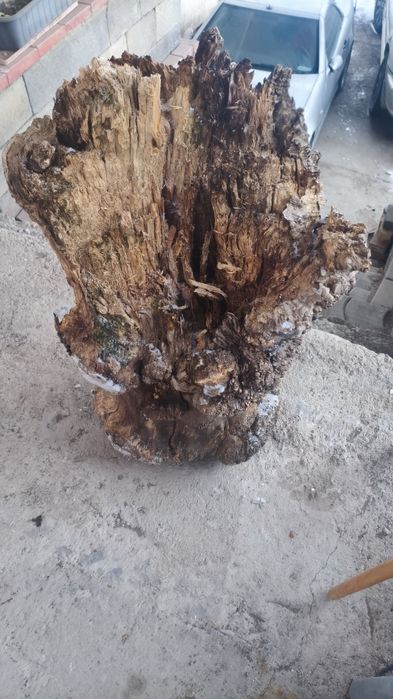 Пень карагача декоративный