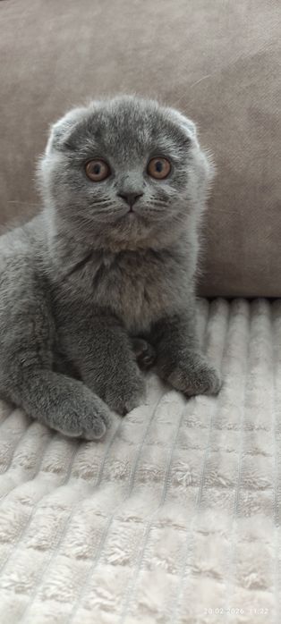 Pui british shorthair scottish fold