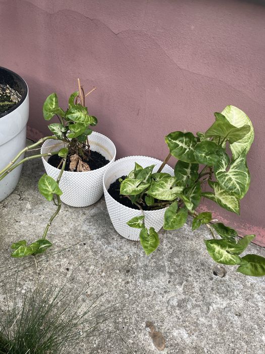 vand plante de apartament