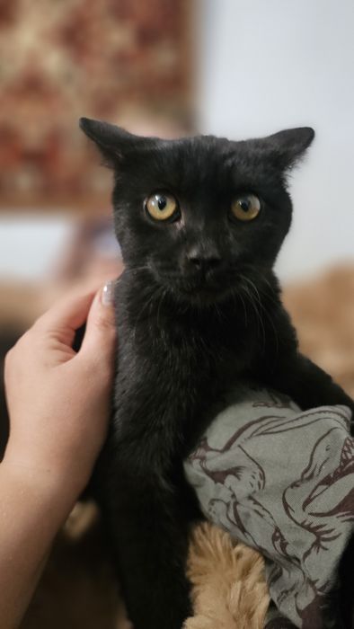 Отдам в добрые руки, можем привезти сами.