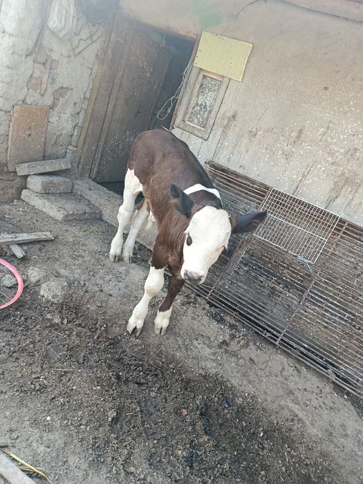 Vând vițel de 2  luni