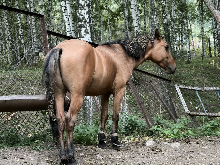 Жеребец 2 года, обученный