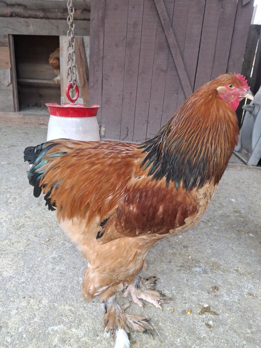 Vând 3 cocoși Brahma ,sau schimb cu puicuțe  Brahma!