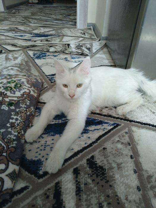 Mushuk tureskiy angora