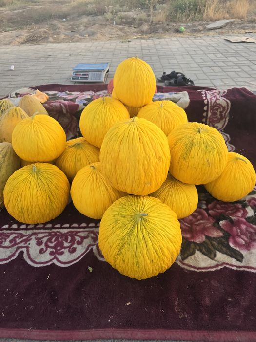 Қауын Шымкент қаласы