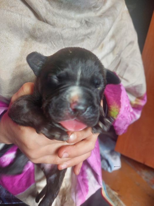 Бронь на щенков АПТ