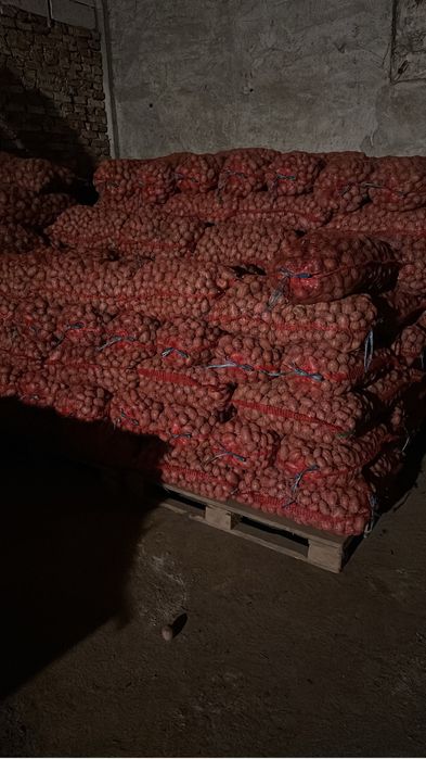 Cartofi de samanta Carrera si Bellarosa clasa B