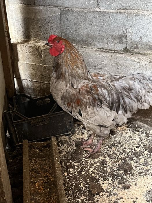 Петух продам молодой