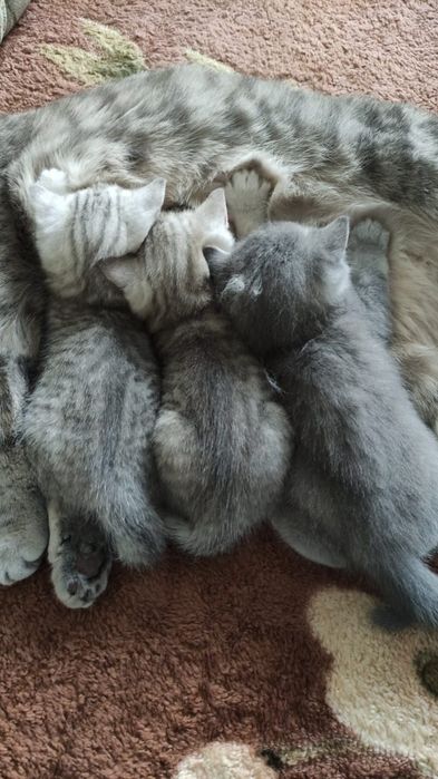 Шотландские котята