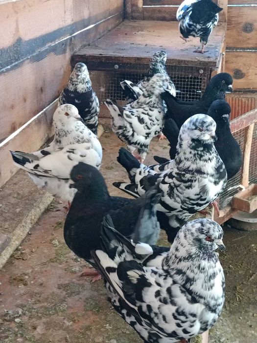 Vând porumbei King!!!