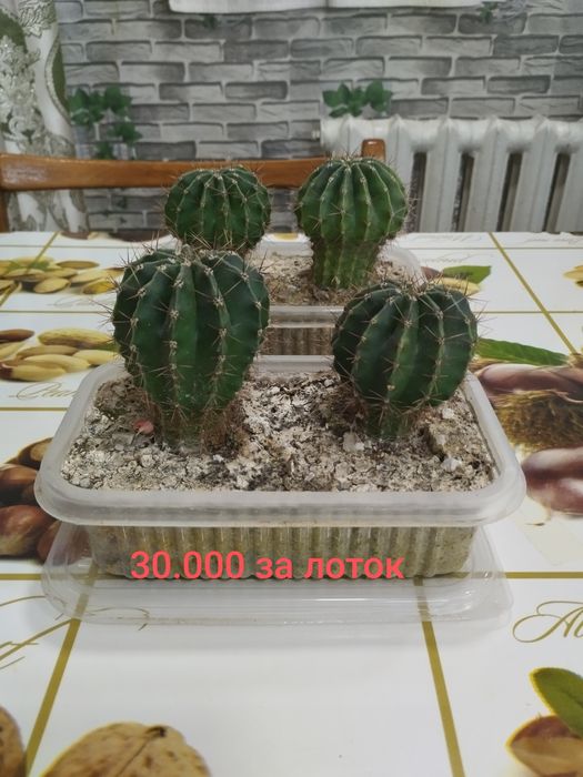 Срочно продам кактусы эхинопсис