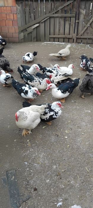 Vând rațe mute, tinere